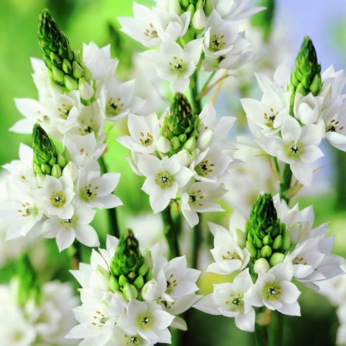 ornithogalum thyrsoides
